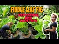 REPOTTING AND TAKING CARE OF FIDDLE LEAF FIG|FIDDLE LEAF FIG TRENDING INDOOR PLANT|Grace J. M