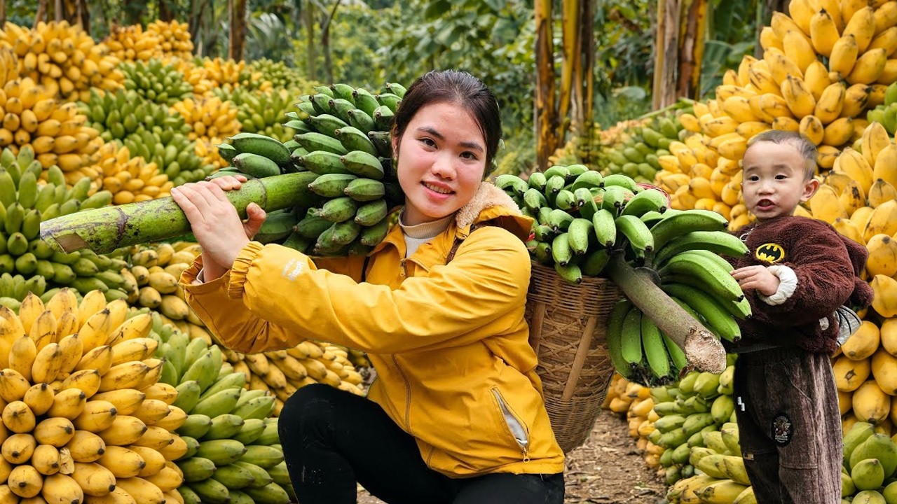 Harvesting Bananas and Taking Them to the Market to Sell - Taking Care of Livestock | Trieu Thi Thuy
