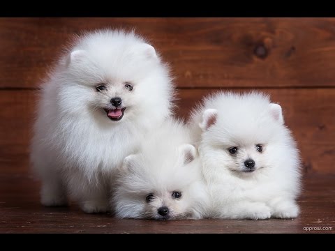 fluffiest dog breeds