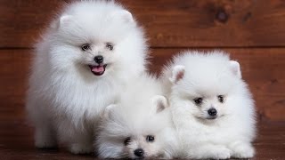 Top 10 Fluffiest Dogs In The World.
