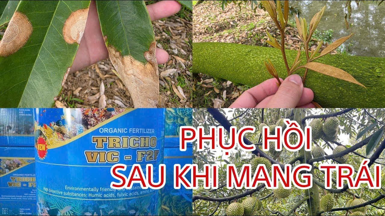 Những việc làm đầu tiên sau khi thu hoạch xong một mùa vụ NĂNG SUẤT CAO?