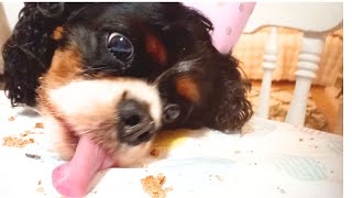 our dogs Birthday / happy Birthday Suzie! by Binky Bunny's Way 339 views 1 month ago 6 minutes, 31 seconds