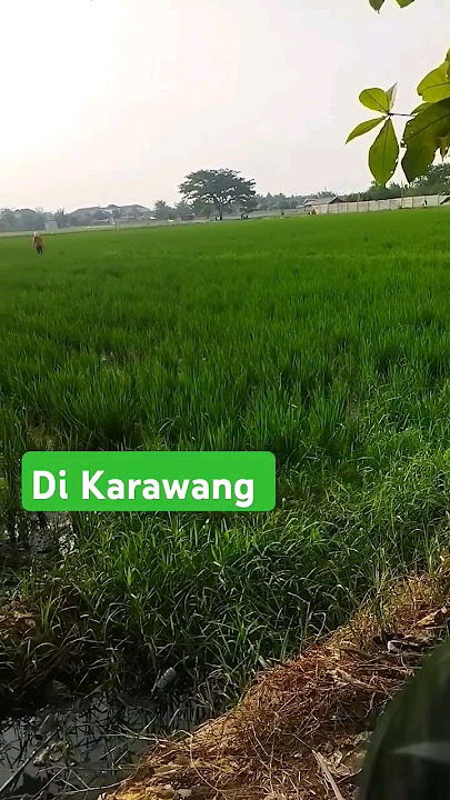 suasana sawah di Karawang #pedesaanjawabarat #shorts