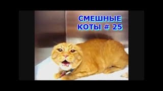 Приколы с кошками и котами #25. Подборка смешных и интересных видео с котиками и кошечками 2017 Приколы с кошками и котами #25. Подборка смешных и интересных видео с котиками и кошечками 2017