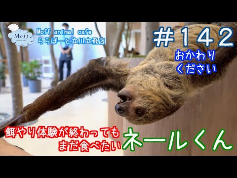 142 餌やり体験が終わってもまだ食べたいナマケモノ（ネールくん