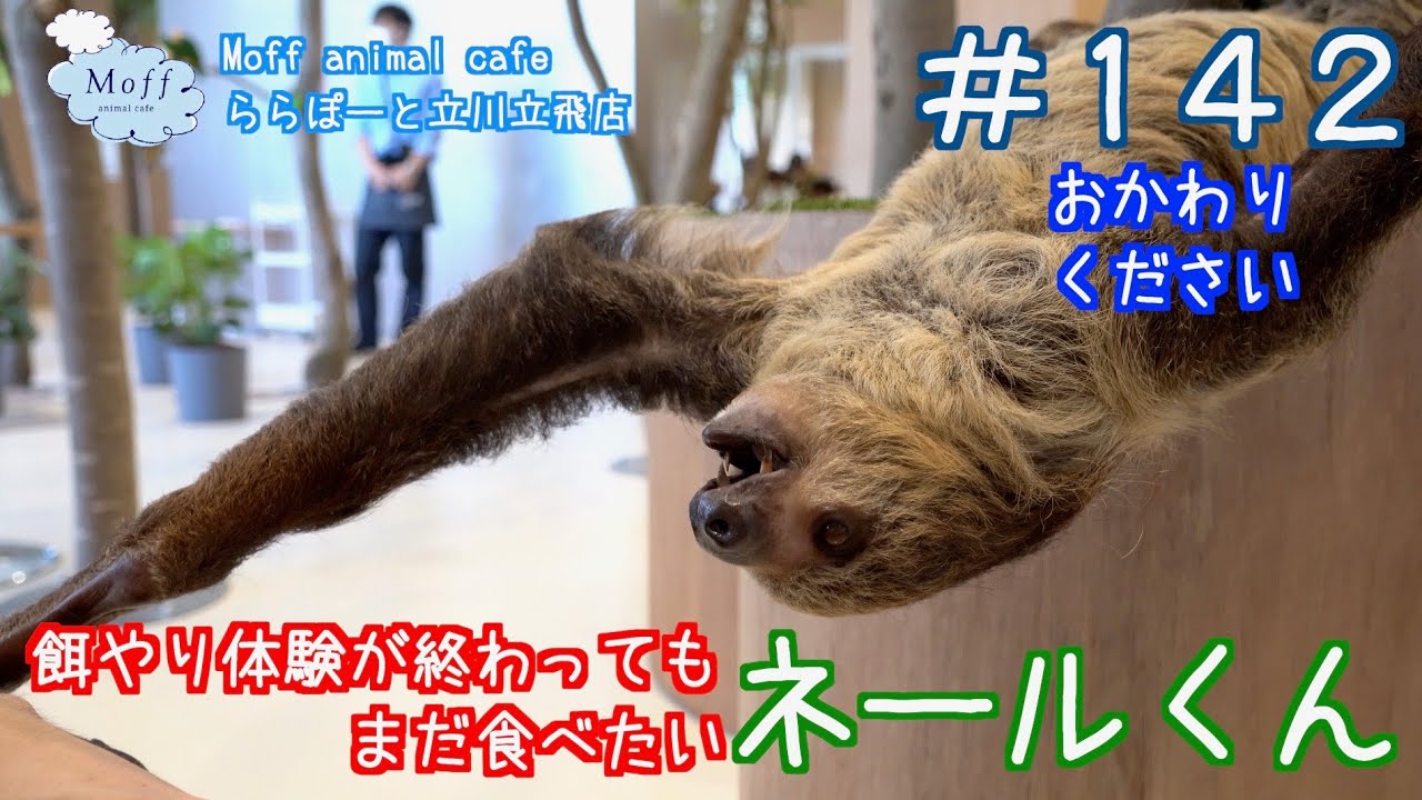 142 餌やり体験が終わってもまだ食べたいナマケモノ（ネールくん