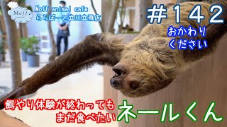 142 餌やり体験が終わってもまだ食べたいナマケモノ（ネールくん