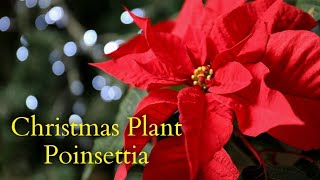 shorts - Poinsettia - Official Christmas Flower 2021 - Christmas in Switzerland 2022