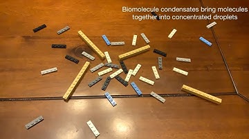 Formation of Biomolecular Condensates - Lego Explainer