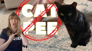 How To  Clean  Cat Pee On Carpet