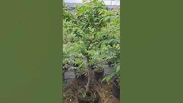 Bán cây khế ngọt gốc to thân thoát đẹp 0977973535