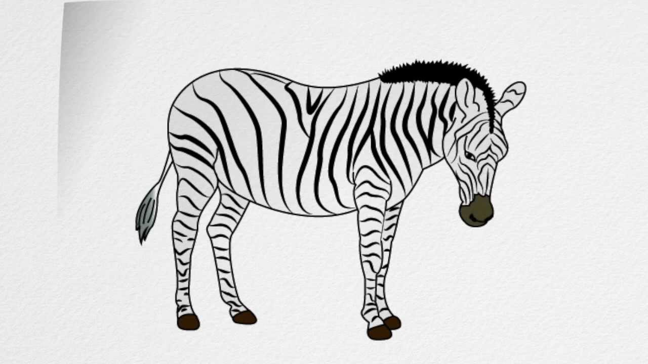 13 Cute Sketch drawing of a zebra for Windows PC