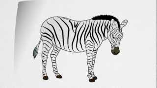 zebra sketch draw drawing step animals drawings zebras animal steps learn