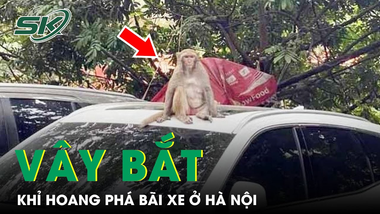 Khỉ Hoang Tấn Công Người Dân, Phá Bãi Đỗ Xe Ở Hà Nội,... - youtube