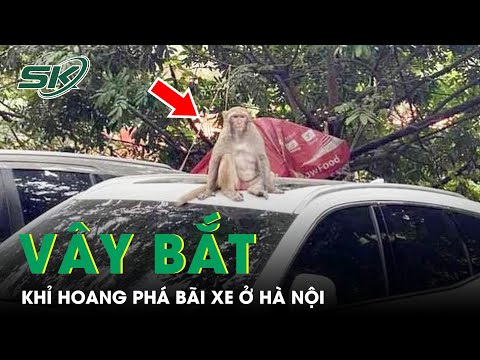 Video Khỉ Hoang Tấn Công Người Dân, Phá Bãi Đỗ Xe Ở Hà Nội,... - youtube