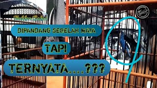 TLEDEKAN GUNUNG VS TLEDEKAN BAKAU _ Ciri khas tledekan bakau menawan nagen nitik rasa lem aibon.