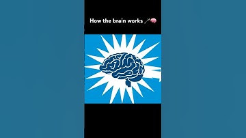 How the brain works 🪄🧠 #science #neuroscience #education