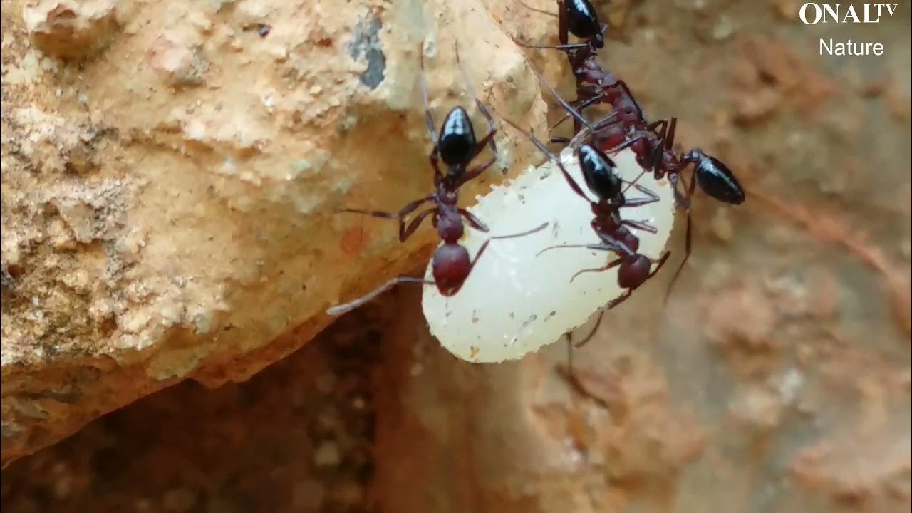 How Crazy Ants Carry Heavy Loads Ant's Carrying Food To Home ONAL