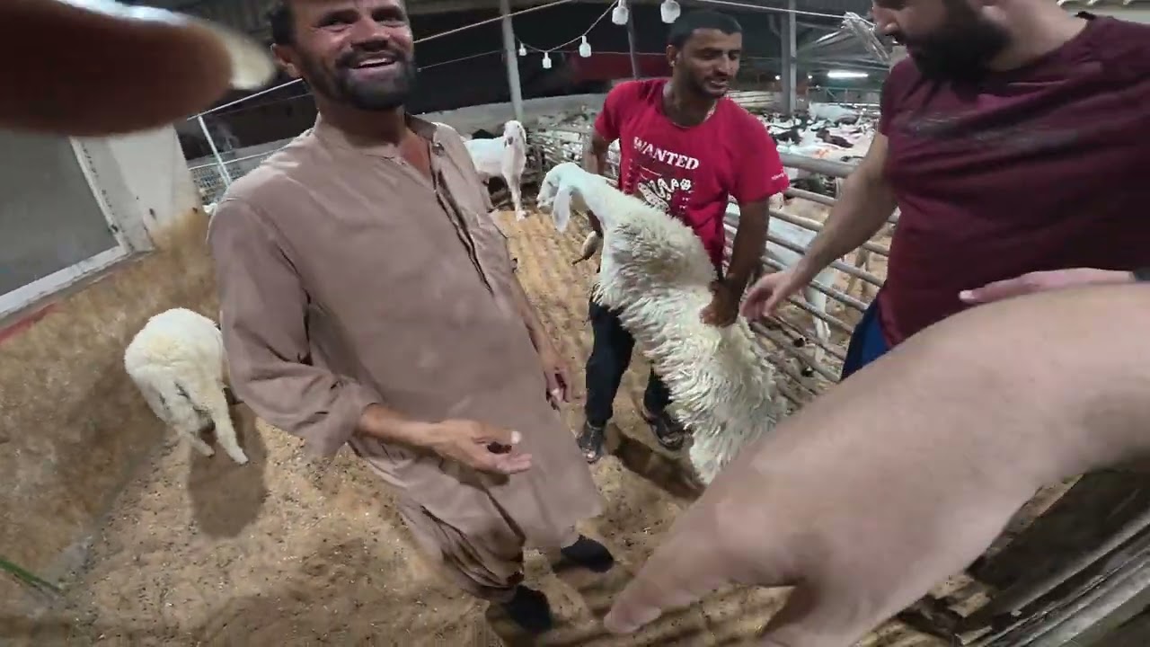 سوق المواشي عجمان