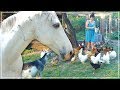 Farm animals and chores  a sunday on the homestead