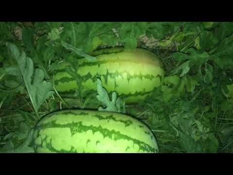 Video: Jubilee Watermelon Info - Yuav Ua Li Cas Saib Xyuas Jubilee Melon Nroj Tsuag