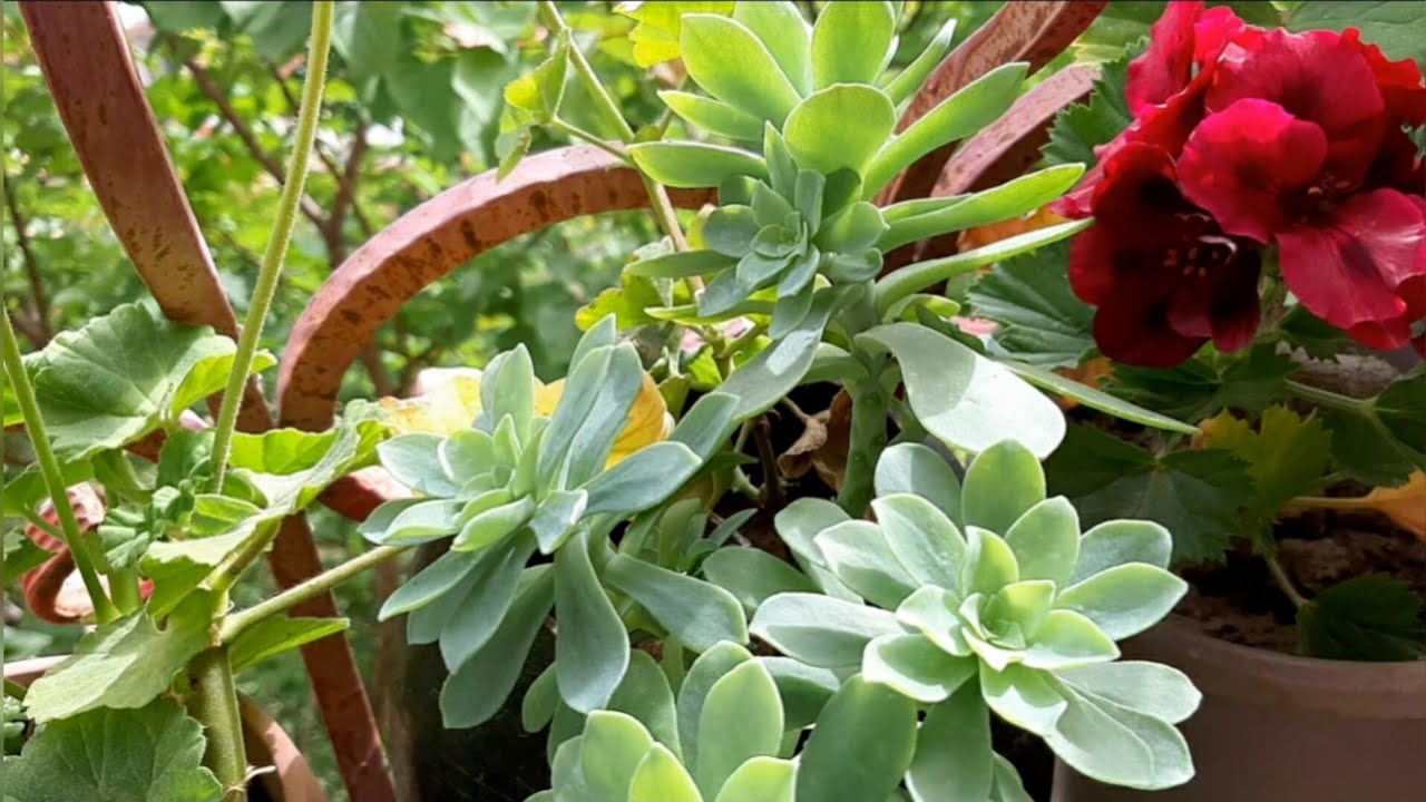 جولة ربيعية مع نباتاتي في البلكونة وعلى سطح البيت| spring tour with my plants