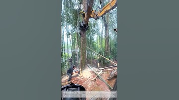 Working together with a log grabber, felling trees precisely, easily and efficiently!
