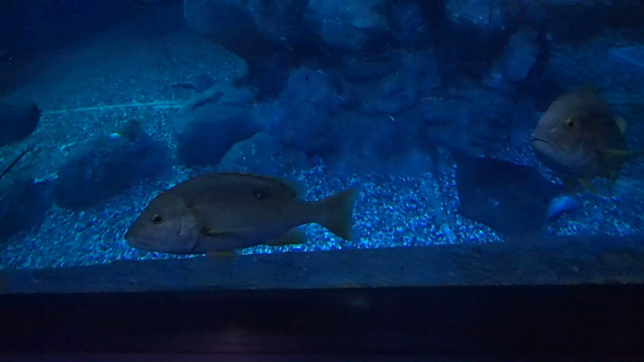 23 Pristiophorus schroederi Sägehai Sand tiger shark Ocean Park Hong Kong 2017