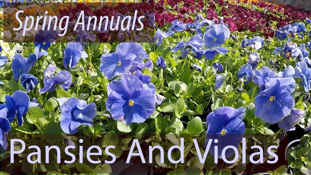 Planting Perfect Pansies In Early Spring YouTube