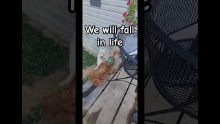 We don't always get it right the first time. ❤️ #dog #pet #family #Lilly #shorts