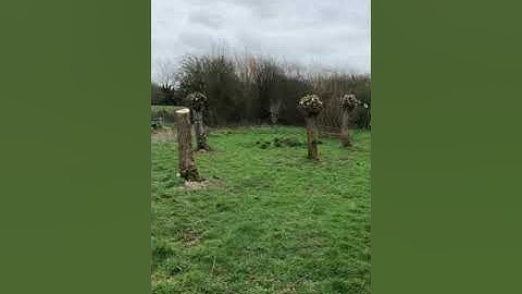 Why and how to pollard willow