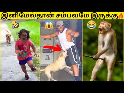 💥இனிமேல்தான் சம்பவமே இருக்கு🔥|🙈விலங்குகள் செஞ்ச வெறித்தனமான மொரட்டு காமெடி சம்பவங்கள்🤣|FUNNY VIDEOS