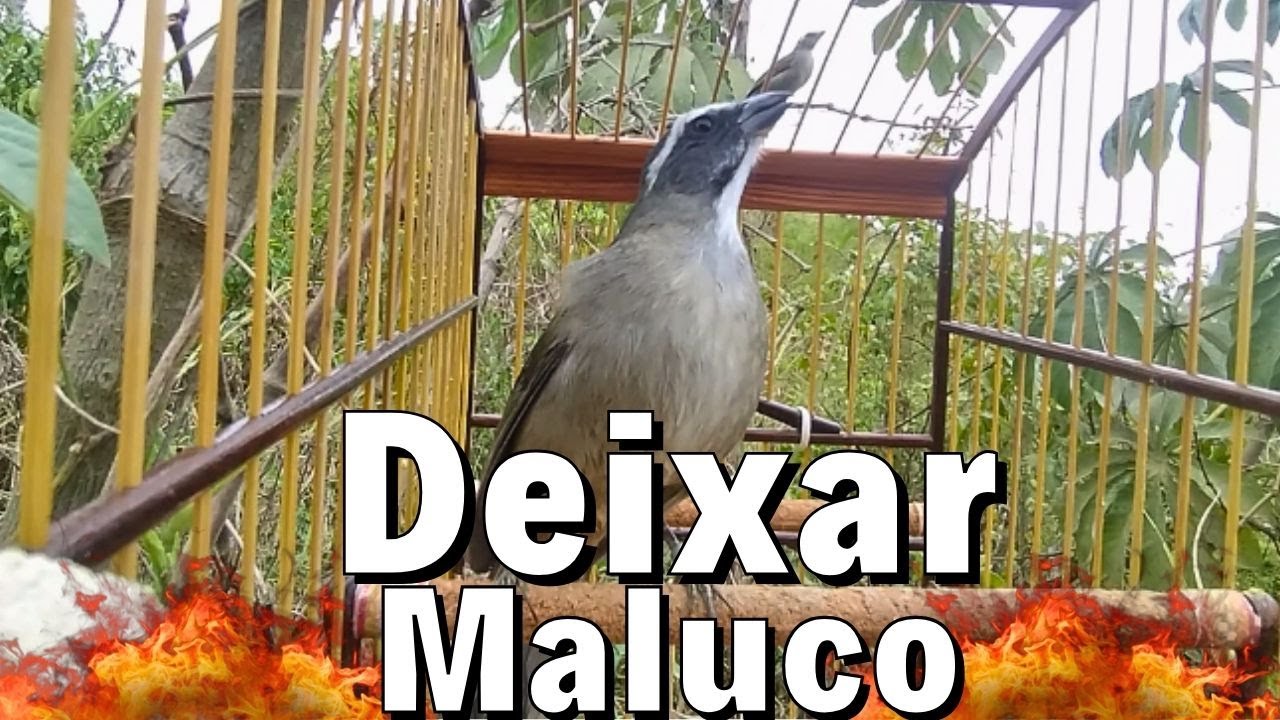 ESQUENTAR TRINCA FERRO FRIO COM TRINCA FERRO NO MATO PARA ESQUENTAR TRINCA FERRO