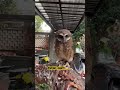 Burung hantu 😱 #burunghantu #shortvideo