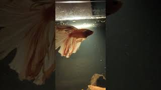 #fish