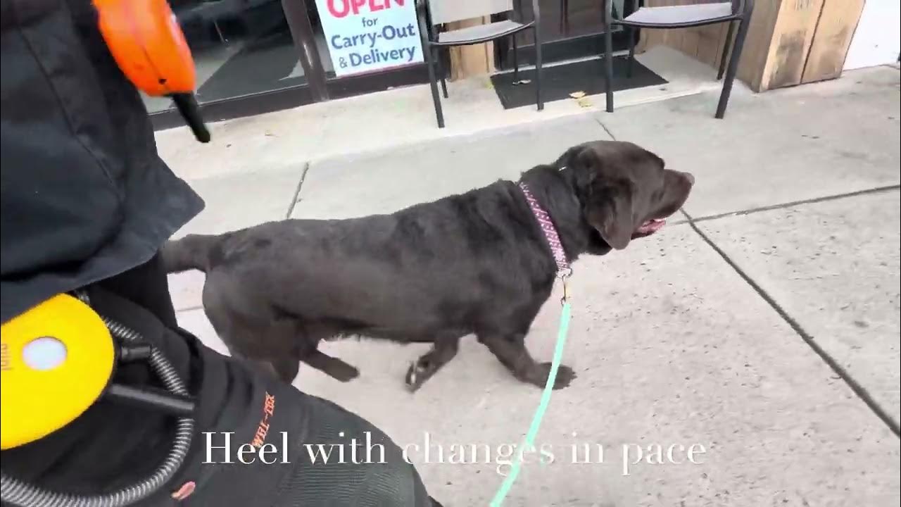 Stamford dog trainer Ollie the chocolate Lab! YouTube