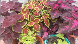 How to grow Coleus plant from cutting/ Coleus plant care tips/ How to propagate & get Maximum plant