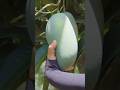 Giant green mango #harvesting #fruit #ytshorts