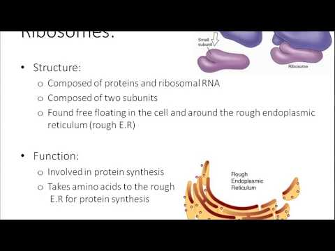 VCE Biology episode 1# - What&rsquo;s in a cell?