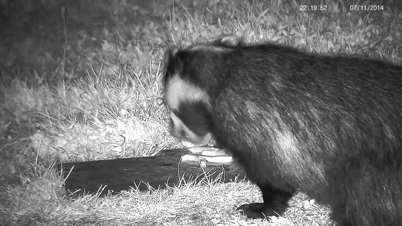 badger animal habitat Badgers like chips !