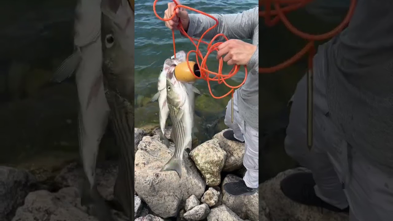 Texas Striper Fishing!