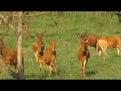 Video: Effekten Av Sesong Og Etterbrann På Habitatpreferanser Til Den Truede Swaynes Hjertebeesten (Alcelaphus Buselaphus Swaynei) I Maze National Park, Etiopia