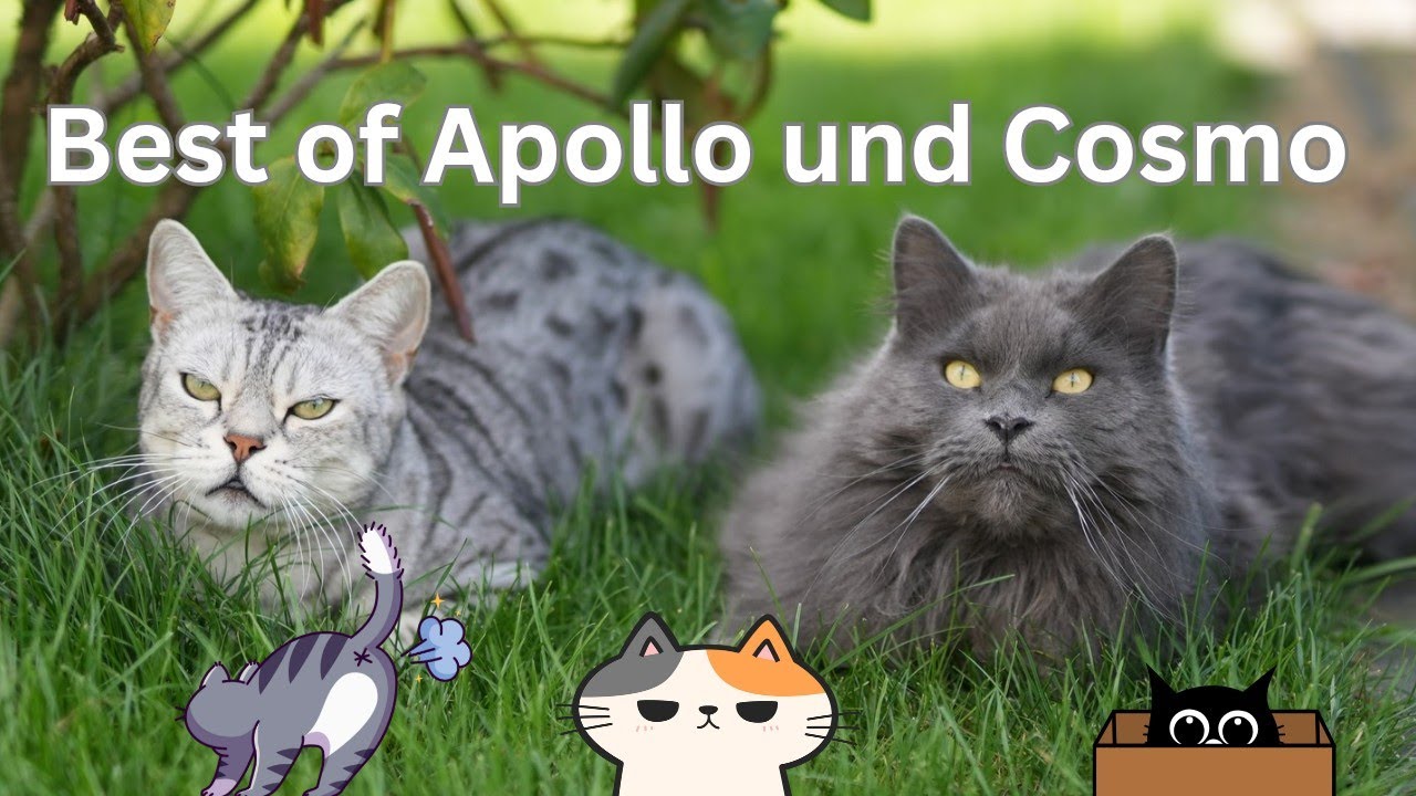 Marathon der beliebtesten und lustigsten Videos von Apollo und Cosmo 