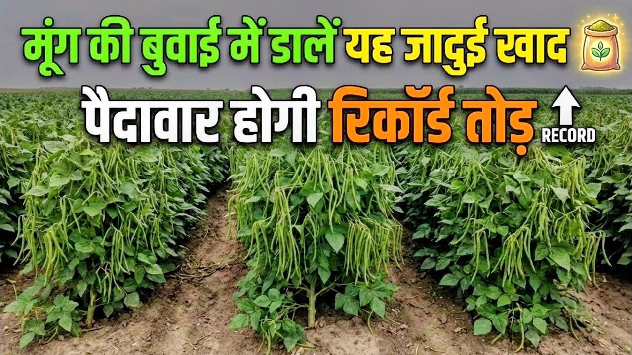 मूंग की बुवाई में कौन सा खाद डालें? DAP या SSP? बंपर पैदावार का असली राज | Mung Ki Kheti