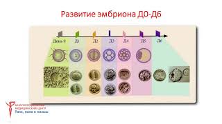 картинка: Эмбриологический этап программы ЭКО