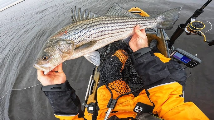 Fishing Berkley Gulp Minnows (Non-Stop Bite!) 