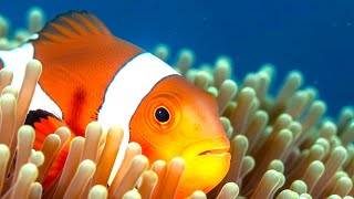 “Ocean Drift Calm — Peaceful Aquarium Piano for Deep Rest & Gentle Awareness”