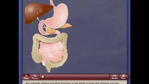 Enzyme Actions and the Hydrolysis of Sucrose (with quiz)