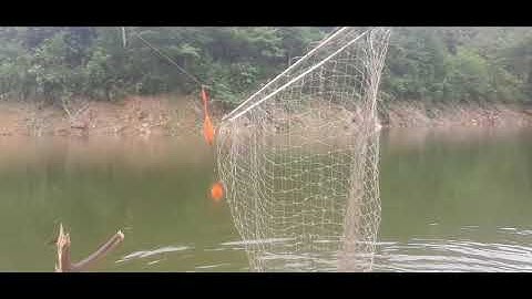 Câu lục#Cận cảnh cá chép đè phao tụt và những màn bẻ răng chủ hồ rực rỡ