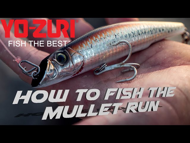 Fishing The Mullet Run: Yo-Zuri Mag Darter 